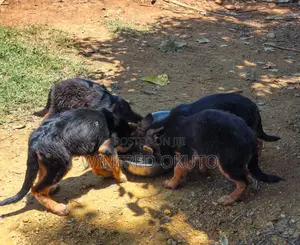 Purebred German Shepherd Puppy, 3-6 Months Male