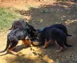 Purebred German Shepherd Puppy, 3-6 Months Male - 1