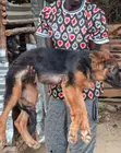 Purebred German Shepherd Puppy, 3-6 Months Male - 2