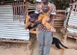 Purebred German Shepherd Puppy, 3-6 Months Male - 3