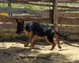 Purebred German Shepherd Puppy, 3-6 Months Male - 4