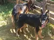 Purebred German Shepherd Puppy, 3-6 Months Male - 5
