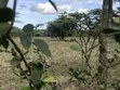 Eka Moja ya Ardhi Tuala, Ongata Rongai - 1