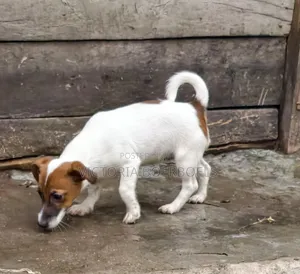 Purebred Jack Russell Terrier Puppy - 1-3 Months