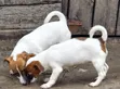 Purebred Jack Russell Terrier Puppy - 1-3 Months - 2