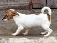 Purebred Jack Russell Terrier Puppy - 1-3 Months - 3