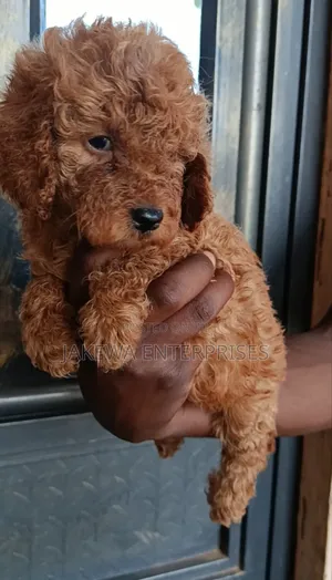 Purebred Female Poodle Puppy