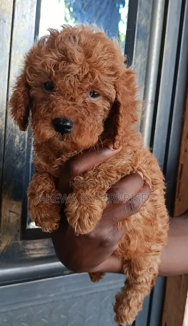Purebred Poodle Puppy - 1-3 Months Male - 1