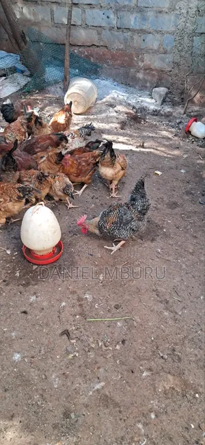 Pure Kienyeji Jogoos for Sale