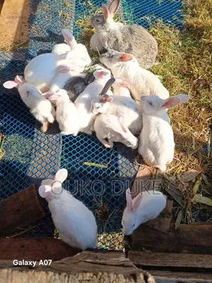 Rabbits for Sale