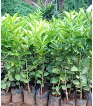 Grafted Pixie Orange Seedlings