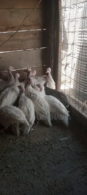 White Kanga and Turkey Chicks (Day Old to Maturity)