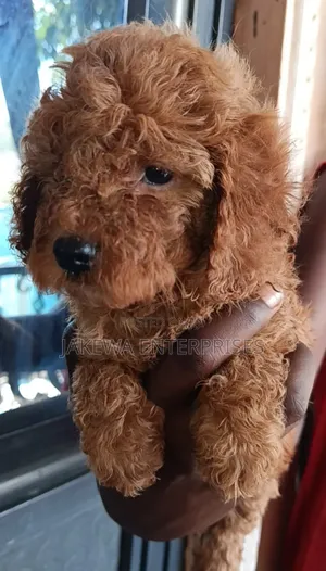 Female Purebred Poodle Puppy (1-3 Months)