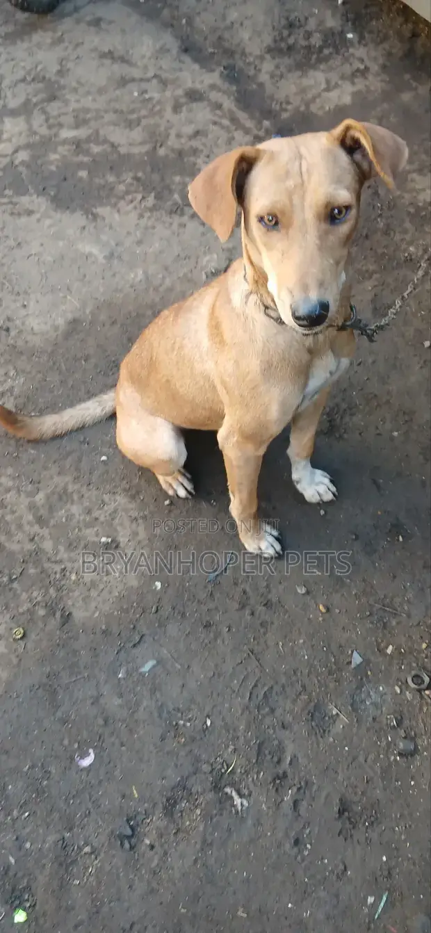 Female Mixed Breed Basenji Mix, 1+ Year Old - 1