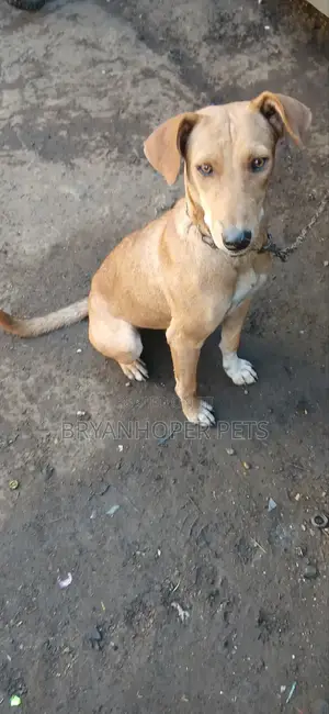 Female Mixed Breed Basenji Mix, 1+ Year Old