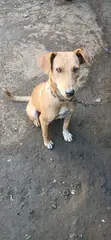 Female Mixed Breed Basenji Mix, 1+ Year Old - 2