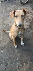 Female Mixed Breed Basenji Mix, 1+ Year Old - 3