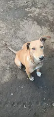 Female Mixed Breed Basenji Mix, 1+ Year Old - 4