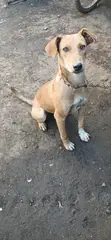 Female Mixed Breed Basenji Mix, 1+ Year Old - 5