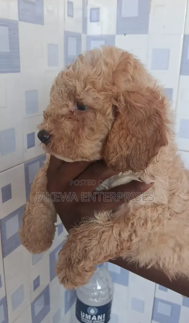 Purebred Poodle Puppy, 1-3 Months Old - 1