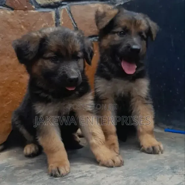 1-3 Month Male Purebred German Shepherd Puppy - 1
