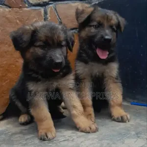 1-3 Month Male Purebred German Shepherd Puppy