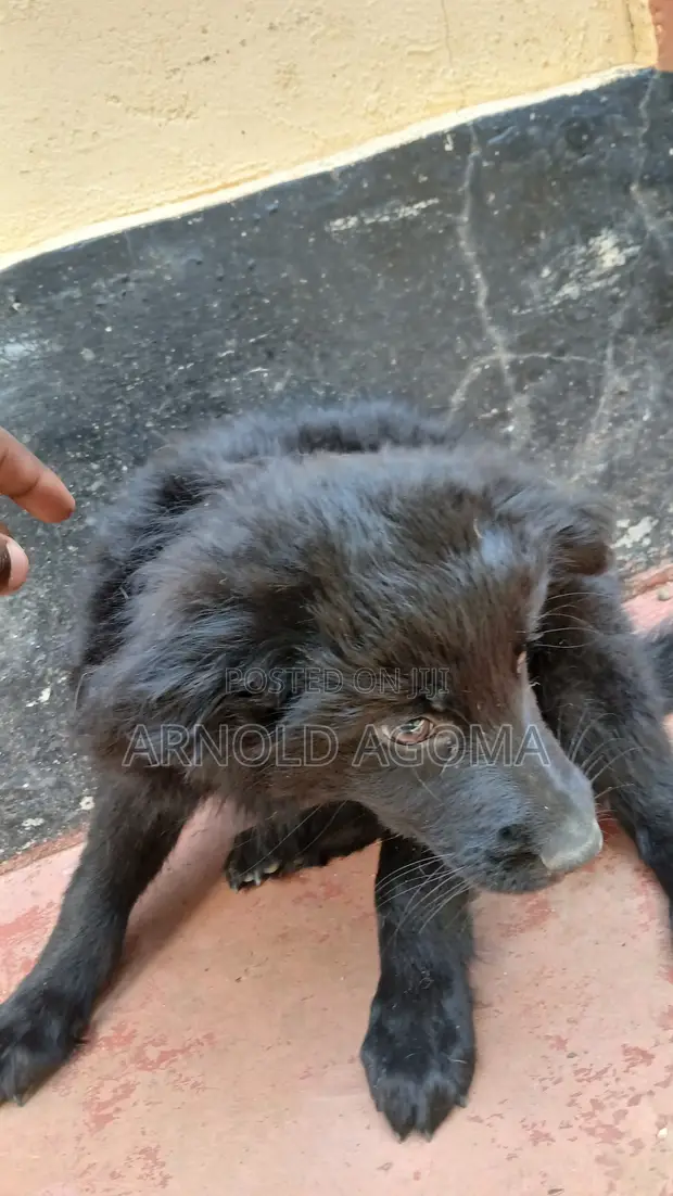 Male Mixed Breed German Shepherd Puppies (7 Weeks) - 1