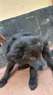 Male Mixed Breed German Shepherd Puppies (7 Weeks) - 1