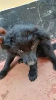 Male Mixed Breed German Shepherd Puppies (7 Weeks) - 2