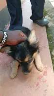 Male Mixed Breed German Shepherd Puppies (7 Weeks) - 3