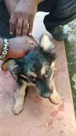 Male Mixed Breed German Shepherd Puppies (7 Weeks) - 4