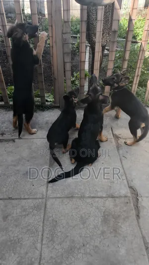 1-3 Month Male Purebred German Shepherd Puppy
