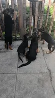 1-3 Month Male Purebred German Shepherd Puppy - 1