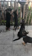 1-3 Month Male Purebred German Shepherd Puppy - 2