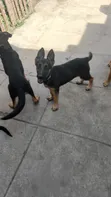 1-3 Month Male Purebred German Shepherd Puppy - 3