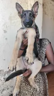 1-3 Month Male Purebred German Shepherd Puppy - 4