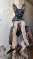 1-3 Month Male Purebred German Shepherd Puppy - 5