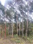 4 Acres Farmland for Sale in Kalama, Machakos - 2