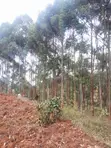 4 Acres Farmland for Sale in Kalama, Machakos - 3