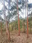 4 Acres Farmland for Sale in Kalama, Machakos - 4