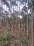 4 Acres Farmland for Sale in Kalama, Machakos - 5