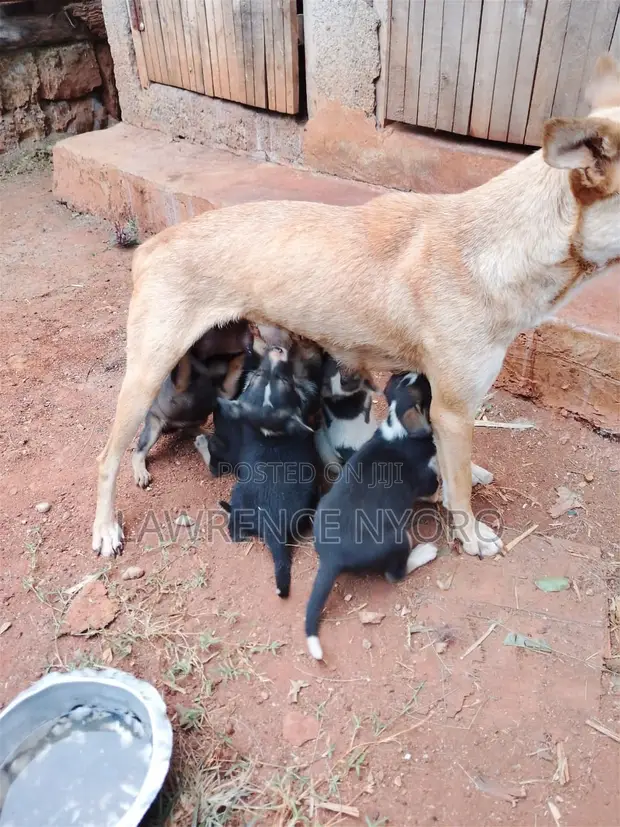 Male Mixed Breed Puppy (1-3 Months) - 1