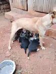 Male Mixed Breed Puppy (1-3 Months) - 1