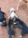 Male Mixed Breed Puppy (1-3 Months) - 2