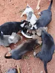Male Mixed Breed Puppy (1-3 Months) - 3
