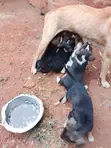 Male Mixed Breed Puppy (1-3 Months) - 4