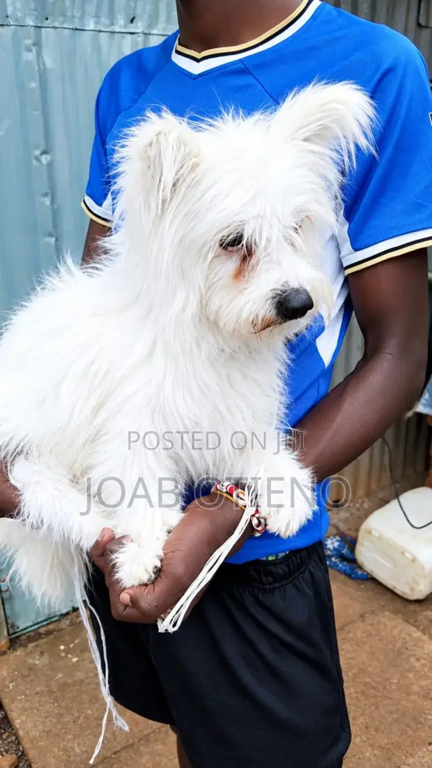 Purebred Maltese Male Puppy, 6 Months - 1