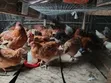Improved Kienyeji - Sasso Breed Chickens - 1