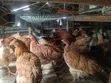 Improved Kienyeji - Sasso Breed Chickens - 2