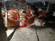 Improved Kienyeji - Sasso Breed Chickens - 3